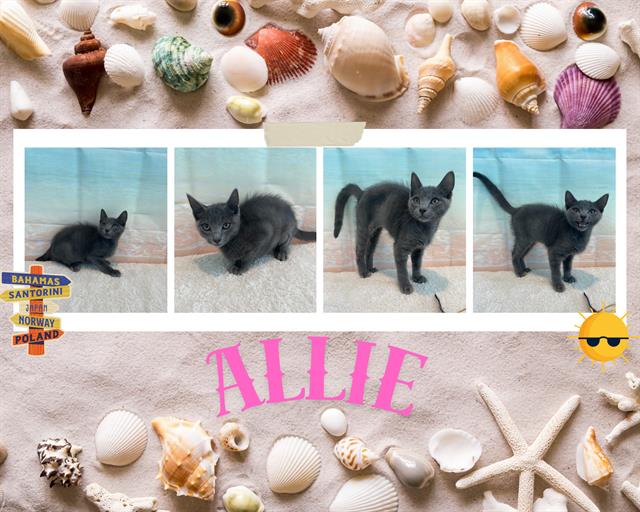 adoptable Cat in Pearland, TX named ALLIE