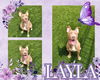 adoptable Dog in Pearland, TX named LAYLA