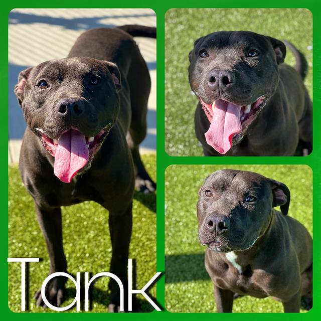 adoptable Dog in Pearland, TX named TANK