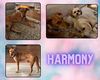 adoptable Dog in Pearland, TX named HARMONY