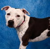 PETEY - Photo 1