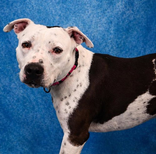 PETEY - Pit Bull Terrier available for adoption