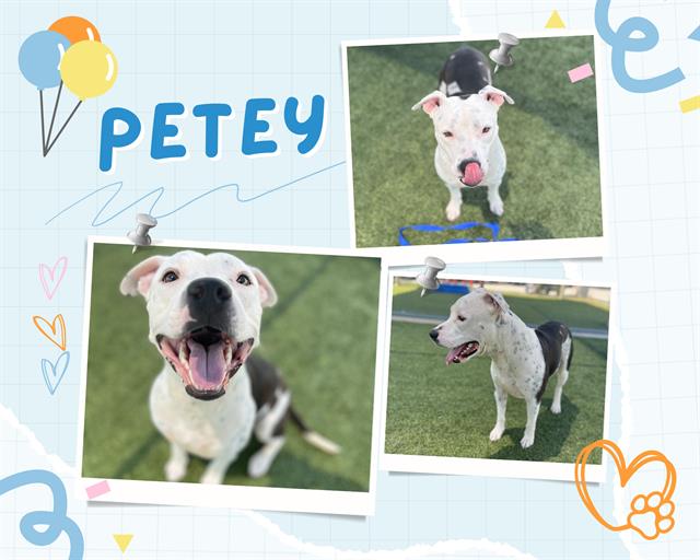 adoptable Dog in Pearland, TX named PETEY