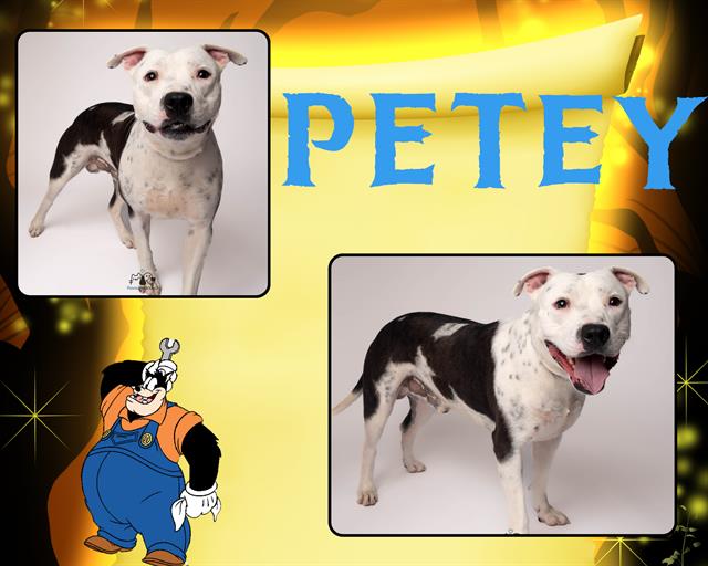 adoptable Dog in Pearland, TX named PETEY