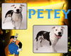 adoptable Dog in Pearland, TX named PETEY