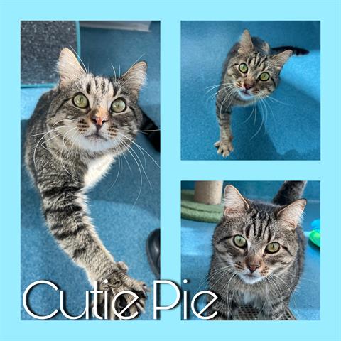 adoptable Cat in Pearland, TX named CUTIE PIE