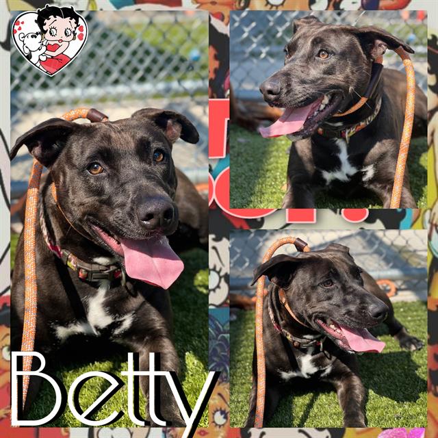 adoptable Dog in Pearland, TX named BETTY