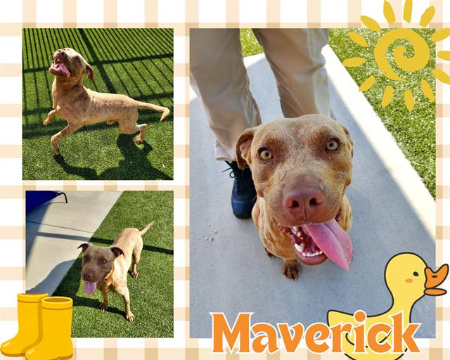 adoptable Dog in Pearland, TX named MAVERICK