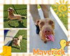 adoptable Dog in Pearland, TX named MAVERICK