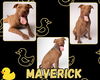 adoptable Dog in Pearland, TX named MAVERICK