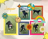 adoptable Dog in Pearland, TX named JASPER