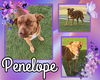 adoptable Dog in Pearland, TX named PENELOPE