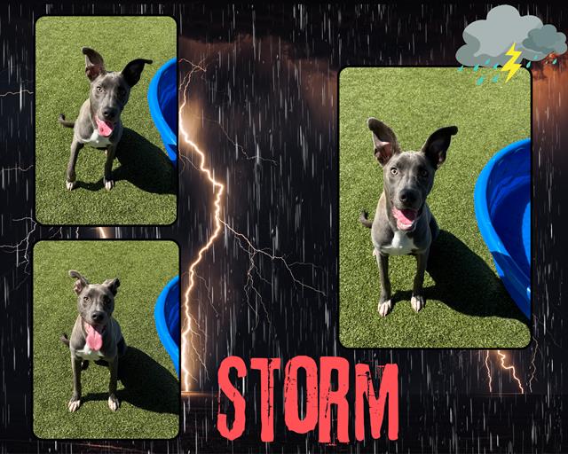 adoptable Dog in Pearland, TX named STORM