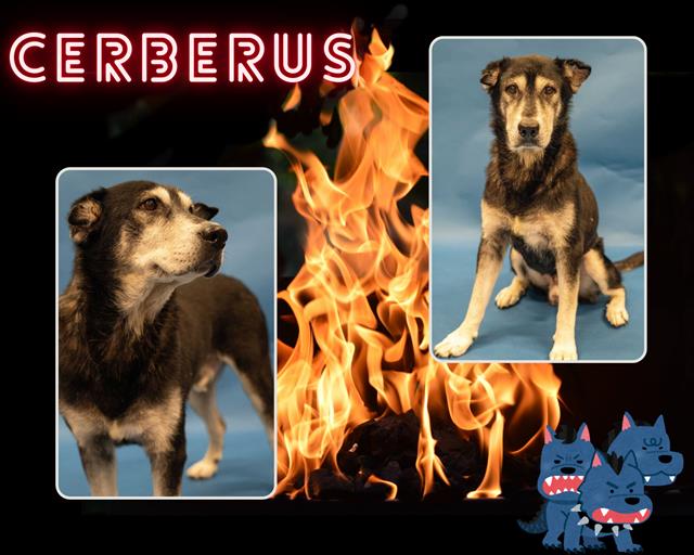 adoptable Dog in Pearland, TX named CERBERUS