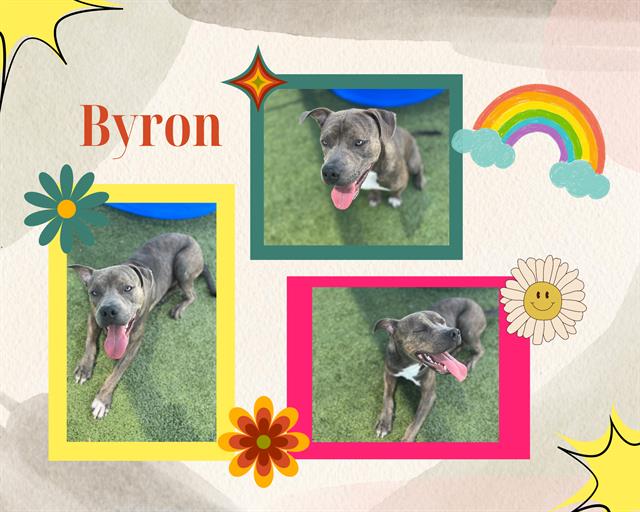 adoptable Dog in Pearland, TX named BYRON