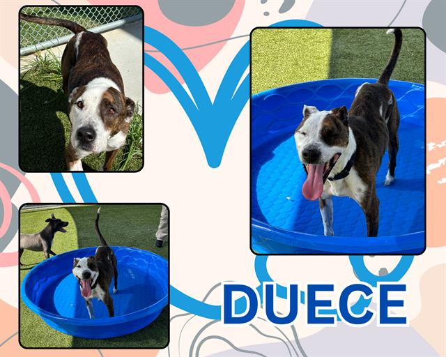 adoptable Dog in Pearland, TX named DUECE