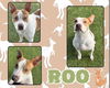 adoptable Dog in Pearland, TX named ROO