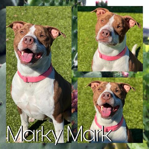 adoptable Dog in Pearland, TX named MARKY MARK