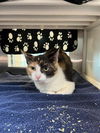 adoptable Cat in Pearland, TX named MARISSA