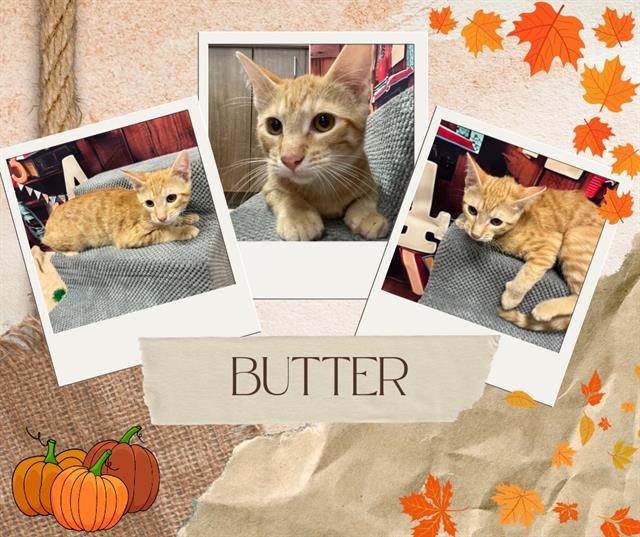 adoptable Cat in Pearland, TX named BUTTER