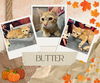 adoptable Cat in Pearland, TX named BUTTER