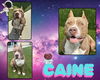 adoptable Dog in Pearland, TX named CAINE