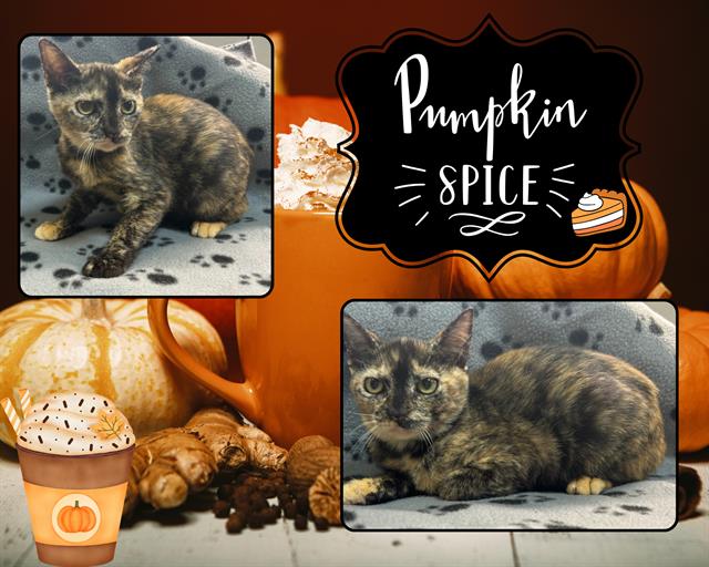 adoptable Cat in Pearland, TX named PUMPKIN SPICE