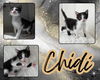 adoptable Cat in Pearland, TX named CHIDI