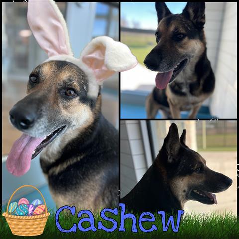 adoptable Dog in Pearland, TX named CASHEW