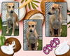 adoptable Dog in Pearland, TX named COCO