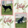 adoptable Dog in  named LILY