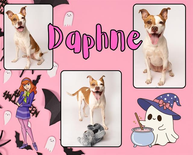 adoptable Dog in Pearland, TX named DAPHNE
