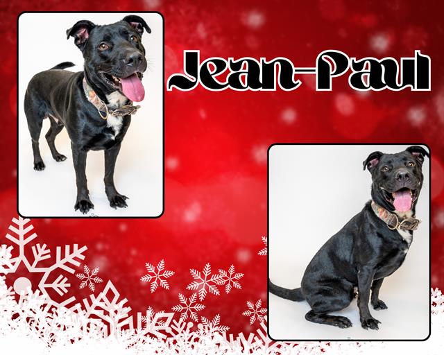 adoptable Dog in Pearland, TX named JEAN-PAUL
