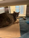 adoptable Cat in Pearland, TX named EVANGELINE