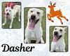 adoptable Dog in Pearland, TX named DASHER