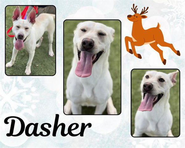 DASHER
