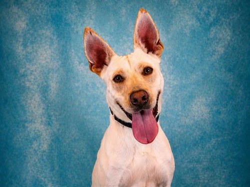 DASHER, an adoptable Carolina Dog in Pearland, TX