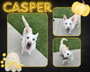 adoptable Dog in Pearland, TX named CASPER