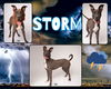 adoptable Dog in  named STORM