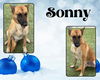 adoptable Dog in  named SONNY