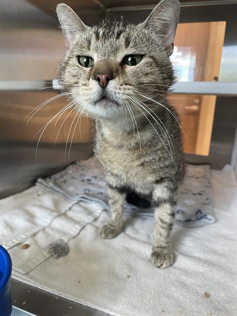 adoptable Cat in Pearland, TX named ZEEK