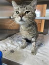 adoptable Cat in Pearland, TX named ZEEK