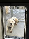 adoptable Dog in Pearland, TX named BLANCO