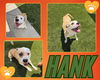 adoptable Dog in Pearland, TX named HANK