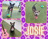adoptable Dog in Pearland, TX named JOSIE