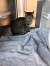 adoptable Cat in Pearland, TX named VENUS