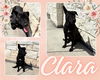 adoptable Dog in Pearland, TX named CLARA