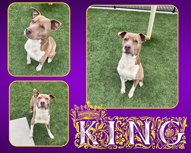 adoptable Dog in Pearland, TX named KING