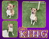 adoptable Dog in Pearland, TX named KING