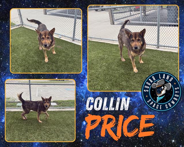 adoptable Dog in Pearland, TX named COLLIN PRICE